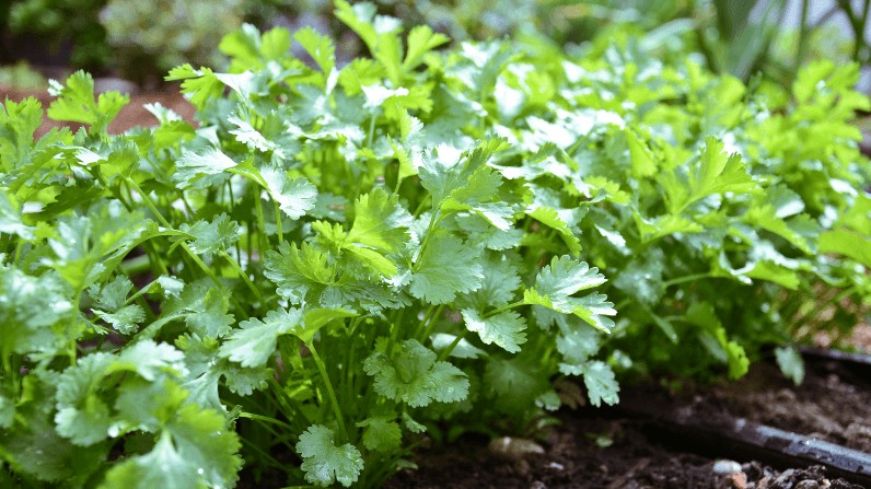 Rau mùi mua về đừng cho ngay vào tủ lạnh, thêm bước này để rau tươi roi rói