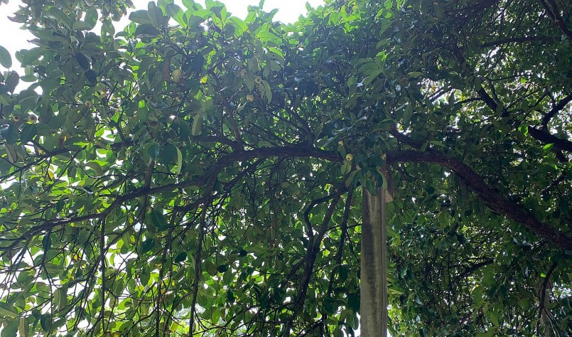 Những cây măng cụt cụ, kỵ này, dường như không bao giờ bị sâu hay bị bệnh, không phải bón phân.