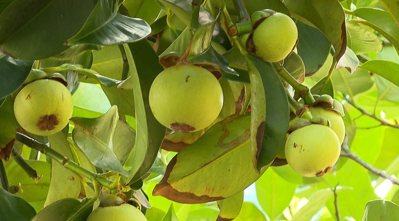 Năm nào thời tiết thuận hòa, trúng mùa đậm, mỗi cây cho 400 – 500kg trái măng cụt là bình thường.