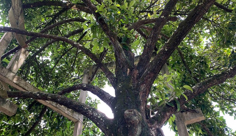 Cây măng cụt trăm tuối có đường kính của tán lá trên chục mét.