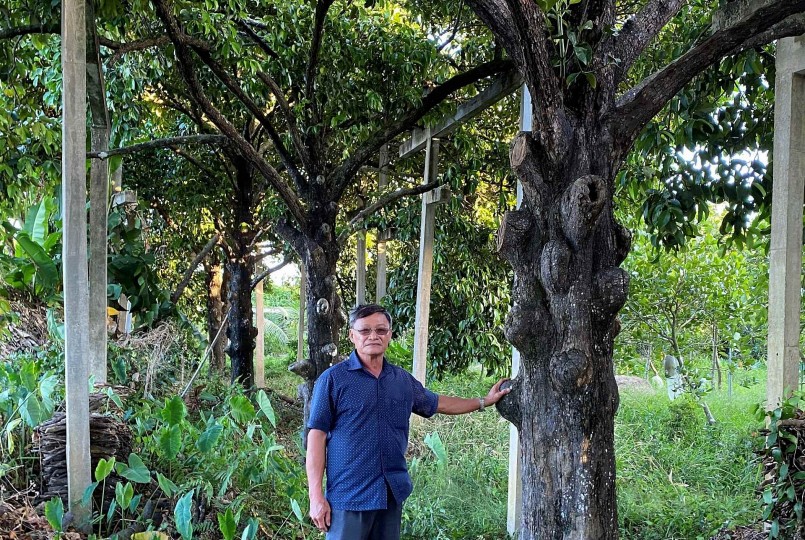 Bốn cây măng cụt trăm tuổi là tài sản vô giá của gia đình ông Hứa Văn Lến.