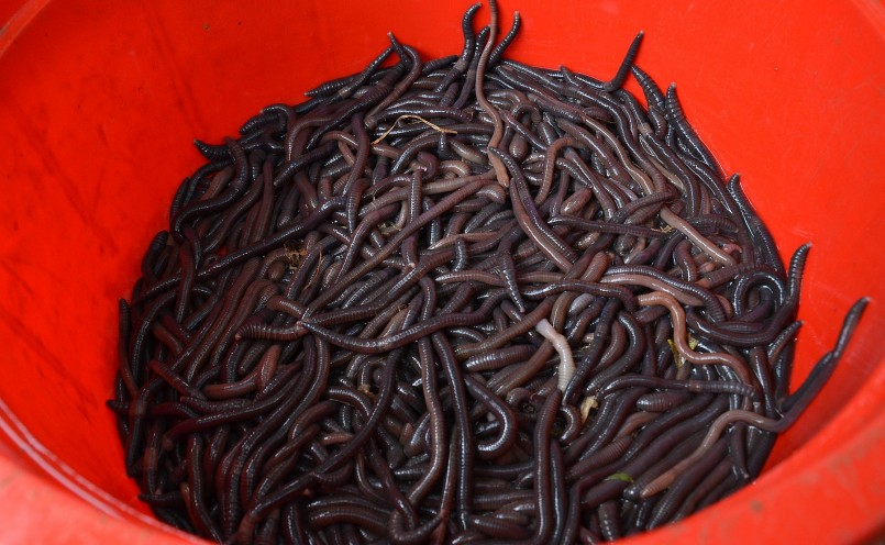 Giun bị kích lên khỏi mặt đất đợi chế biến. 