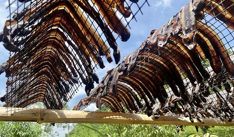 Hiện tượng kích giun đất rồi phơi khô để bán sang Trung Quốc đang gây bức xúc với nguy cơ hủy hoại đất nông nghiệp.