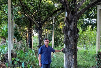 Khu vườn cổ thụ nổi bật với 4 cây măng cụt trăm tuổi quả vẫn trĩu cành hương vị đặc biệt