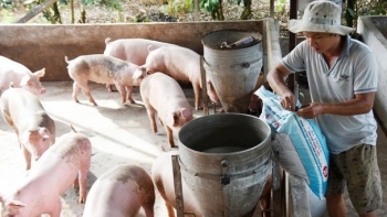 Giá heo hơi hôm nay 10/8: Tiếp tục duy trì đà tăng, kiểm soát tốt heo nhập lậu, giá heo hơi sẽ tăng ổn định dịp cuối năm