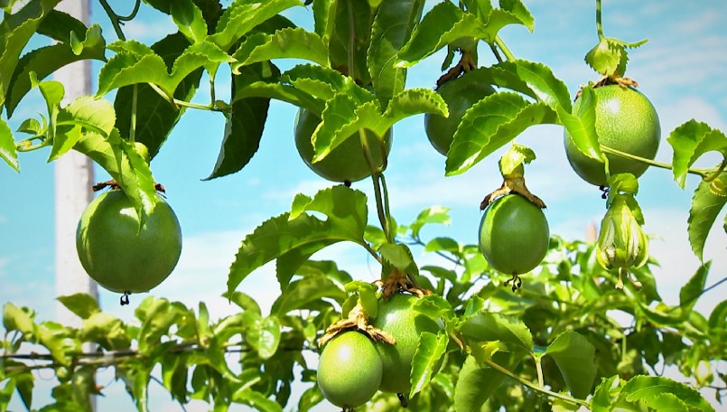 Giá chanh dây ở Đắk Lắk chưa bao giờ lại rẻ mạt và ế ẩm như hiện nay.