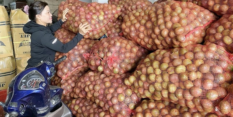 Chanh dây dồn ứ tại các cơ sở thu mua do không xuất khẩu được.