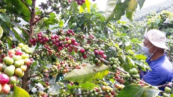 Giá nông sản hôm nay 10/8: Giá cà phê sàn kỳ hạn lao dốc, hồ tiêu đi ngang trụ vững đỉnh 74.000 đồng/kg