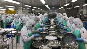 Bế tắc thị trường xuất khẩu giá tôm giảm kỷ lục, cơ hội nào vực dậy ngành tôm dịp cuối năm?