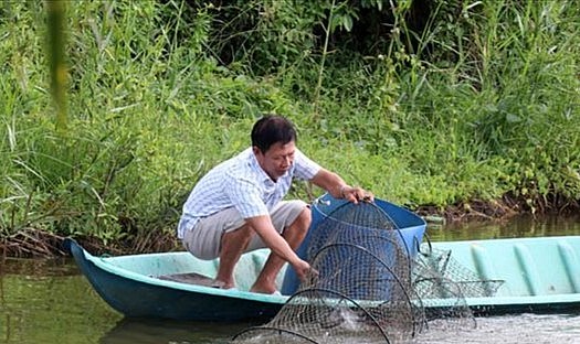 Giá tôm giảm sâu khiến người nuôi tôm đối mặt với thua lỗ.