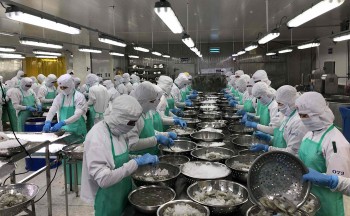 Bế tắc thị trường xuất khẩu giá tôm giảm kỷ lục, cơ hội nào vực dậy ngành tôm dịp cuối năm?