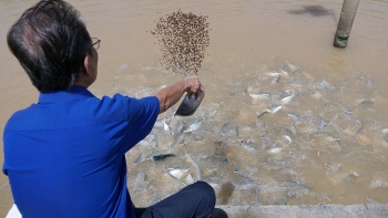 Dụ hàng nghìn con cá hoang về nuôi như thú cưng, còn tạo bến tắm cho con trẻ vui đùa với cá