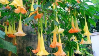 8 người nhập viện cấp cứu sau khi ăn hoa chuông xào trứng gà