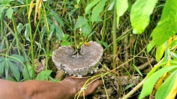 Những tuyệt chiêu săn ong tranh thủ kiếm tiền triệu mỗi ngày nhờ lộc rừng