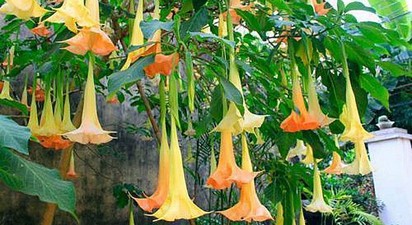 Tất cả bộ phận của cây hoa chuông đều chứa độc tố