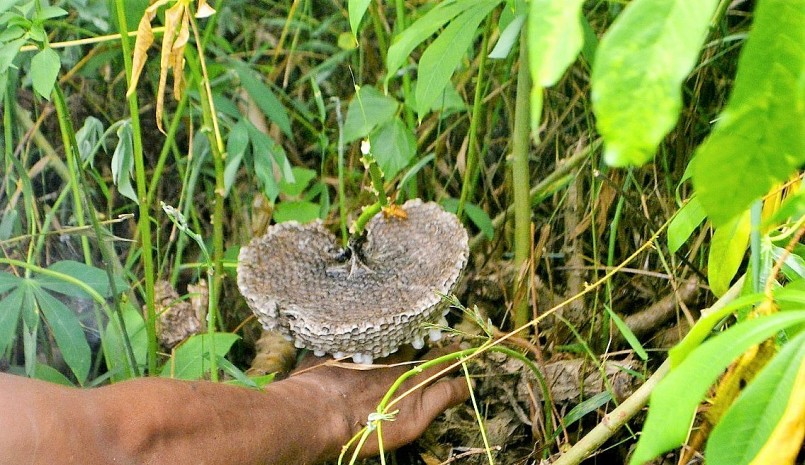 Các tổ ong cỡ to, có nhộng nhiều được săn tìm. Các tổ ong cỡ to, có nhộng nhiều được săn tìm.