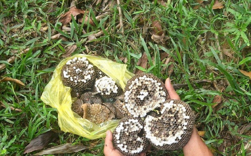 Trung bình mỗi ngày các thợ săn có thể tìm được hàng chục tổ ong, kiếm được cả triệu đồng. Trung bình mỗi ngày các thợ săn có thể tìm được hàng chục tổ ong, kiếm được cả triệu đồng.