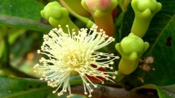 Cây thuốc trị bách bệnh nhà nào cũng nên sở hữu