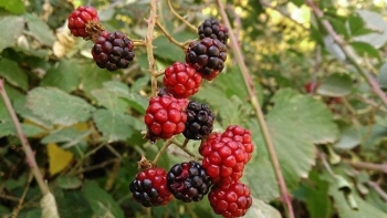 Quả dại xưa không ai ngó, nay thành đặc sản được ưa chuộng, cực tốt cho quý ông