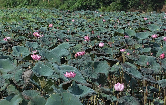 Trồng sen và khai thác dịch vụ giúp người dân có thu nhập cao và ổn định.