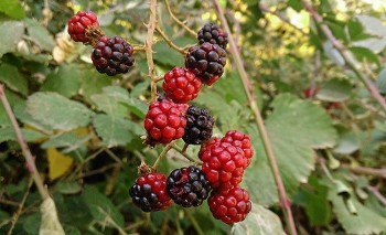 Quả dại xưa không ai ngó, nay thành đặc sản được ưa chuộng, cực tốt cho quý ông