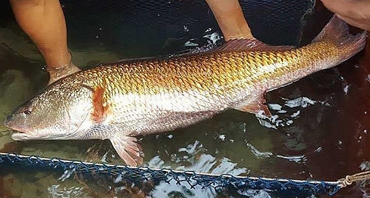 Ở Việt Nam đã từng có một số ngư dân may mắn đánh bắt được cá sủ vàng và bán với giá khá đắt đỏ. 