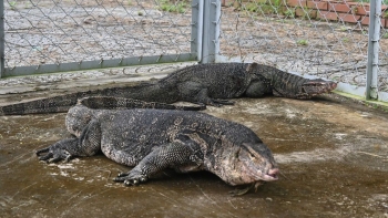 Bàn giao hai cá thể kỳ đà hoa cho Vườn Quốc gia U Minh Hạ