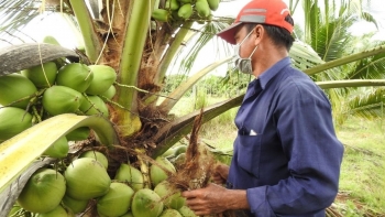 Quả dừa Việt Nam đã được cấp 'visa' vào nước Mỹ, bước ngoặt trên hành trình tỷ đô xuất khẩu