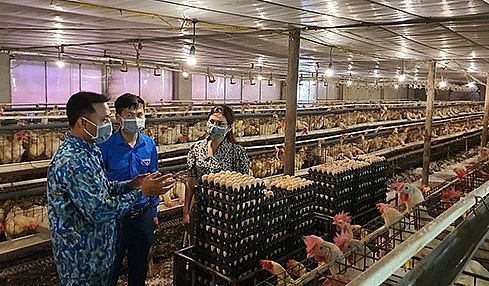 Mô hình nuôi gà siêu đẻ khép kín của gia đình anh Tú.