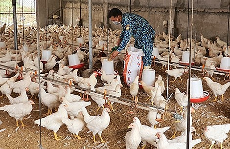 Anh Tú áp dung mô hình nuôi gà bằng đệm lót sinh học.