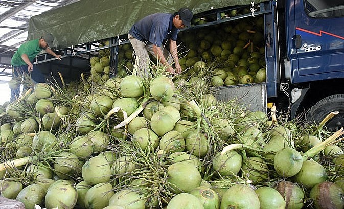 Năm 2022, kim ngạch xuất khẩu dừa của Việt Nam đạt 900 triệu USD.