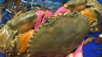 Bí quyết chọn được cua ngon, 'trăm con như một' không phải ai cũng biết