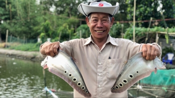 Lão nông có 6ha lúa còn nuôi 7ha cá đặc sản đẹp như hoa, nuôi nhàn mà giá cao