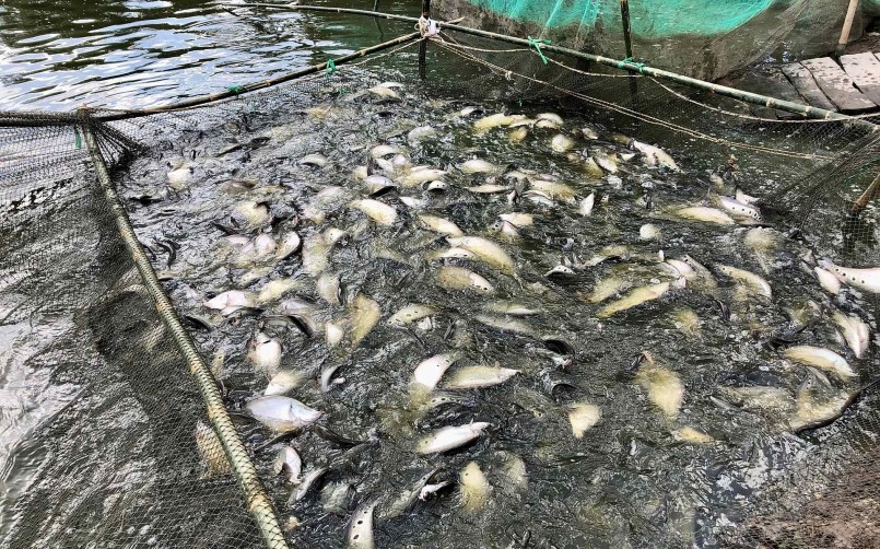 Ông Duyên vẫn luôn trăn trở để nâng cao giá trị con cá thát lát cườm.