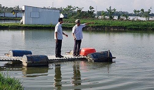 Theo ông Duyên, chỉ sau 8 tháng nuôi, ao cá thát lát rộng 1.500m2 cho năng suất khoảng 15 tấn cá thương phẩm.