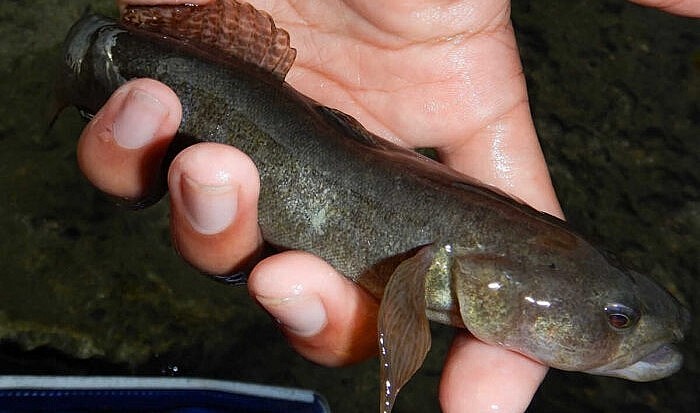 Nuôi cá bống bớp phát triển mạnh tại Nam Định và đem lại hiệu quả kinh tế cao.