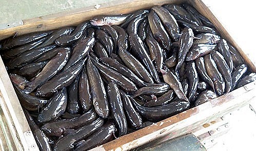 Cá bống bớp năm nay có giá bán bình quân từ 280-310 nghìn đồng/kg.