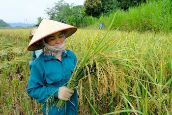 Hòa Bình chăm sóc, phòng bệnh cho cây trồng vụ mùa, hè thu