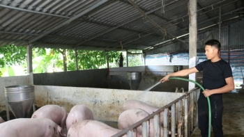 Giá heo hơi hôm nay 11/8: Bất ngờ giảm đồng loạt khó giữ trần 64.000 đồng, giá heo giống  miền Bắc cao nhất cả nước