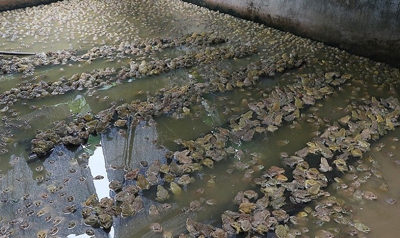 Mô hình nuôi ếch khép kính giúp người dân chủ động được con giống. 