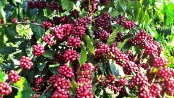 Giá nông sản hôm nay 11/8: Cà phê giảm đồng loạt, hồ tiêu chững lại ở mức cao nhất 74.000 đồng/kg