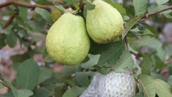 Trồng giống ổi ngoại "siêu trái" nông dân thu gần 50 tỷ còn được thăng hạng OCOP