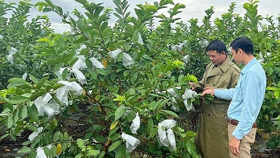  Gia đình anh Trần Văn Phương thu 1 tỷ đồng từ vườn ổi lê VietGAP.