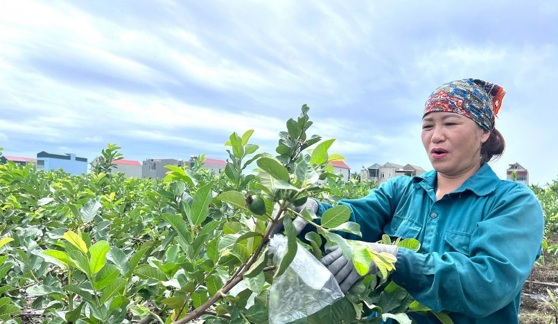 Người dân còn áp dụng kỹ thuật đốn tỉa để cây ra hoa và đậu quả theo ý muốn.