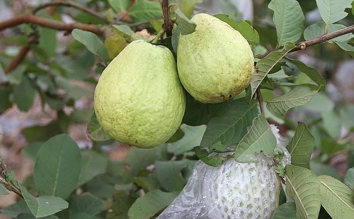 Sản phẩm ổi lê Quý Hương dày cùi, ít hạt, có vị ngọt, giòn, mùi thơm đặc trưng đã đạt sản phẩm OCOP 3 sao cấp tỉnh.