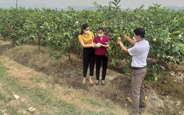 Hiện toàn xã Hà Long có khoảng 200ha ổi lê Đài Loan với gần 500 hộ trồng.
