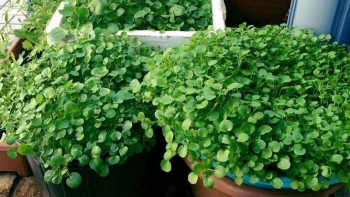 Không phải bông cải xanh, thứ rau mang tiếng bẩn nhất này mới là siêu thực phẩm