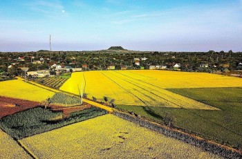 Gạo ngon nhất thế giới "ngậm" sữa của mẹ thiên nhiên
