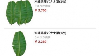 Loại lá ở Việt Nam là thứ bỏ đi, sang Nhật có giá nửa triệu đồng mỗi lá