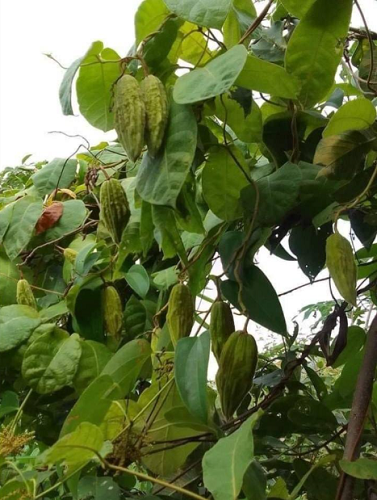 Loại quả xưa trồng làm cảnh, nay thành đặc sản dân thành phố ưa chuộng